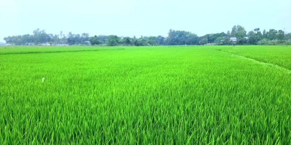 মুন্সীগঞ্জে ইরি-বোরো মাঠে সবুজের সমারোহ